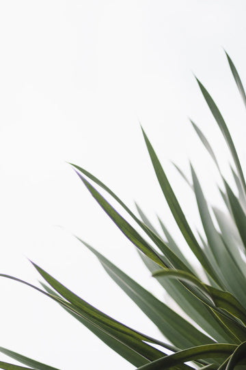 Embrace Simplicity: Crafting Your Minimalist Organic Skin Care Routine