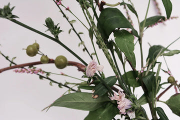 Unlock the Secrets of Organic Herbal Treatments for Radiant Skin