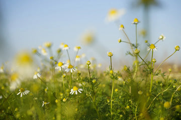 The Amazing Benefits of Organic Ingredients for Your Skin Health