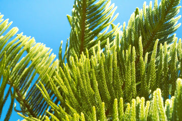 Unlocking Nature's Secrets Exploring Different Organic Certifications and What They Mean