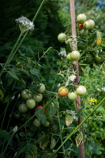 Embrace Nature The Richness of Homegrown Ingredients in Organic Skin Care