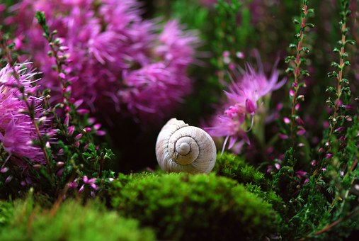 Snail Cream Benefits For Skin