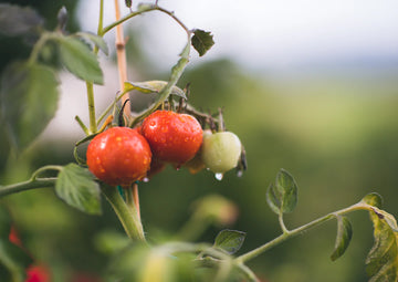 How Climate Influences Your Organic Skin Care Routine