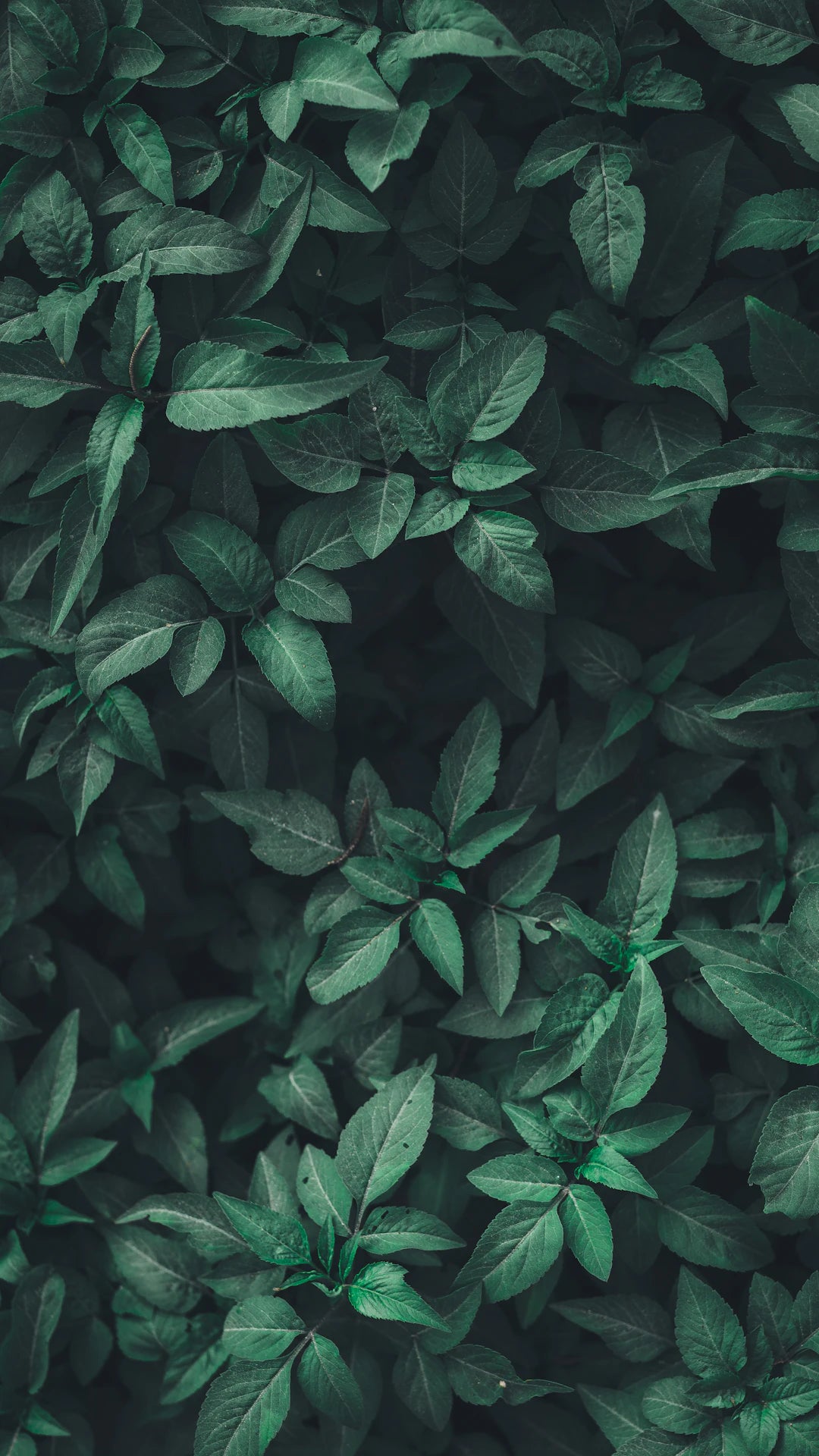 Embrace Nature: How Organic Skin Care Supports Sustainable Beauty