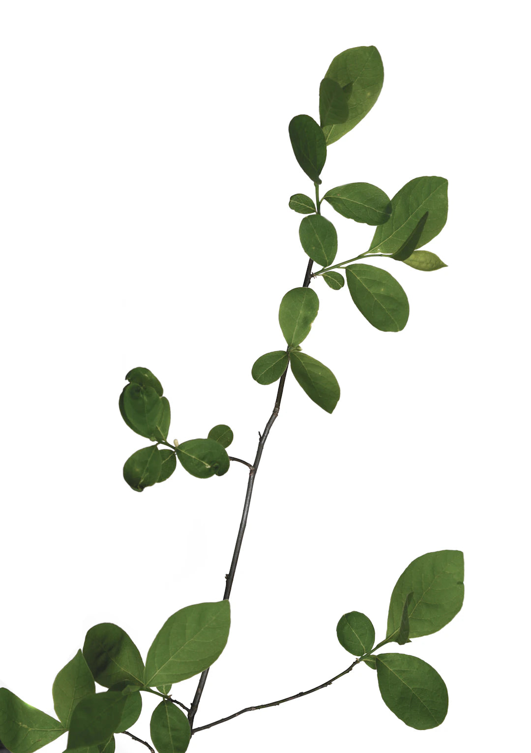 Sustainable Practices in the Organic Skin Care Industry