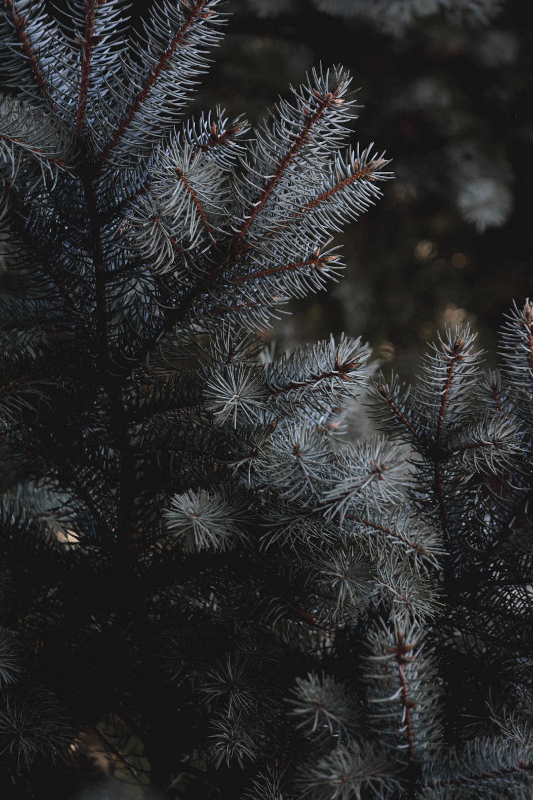 The Green Glow: Discover the Environmental Benefits of Choosing Organic Skin Care