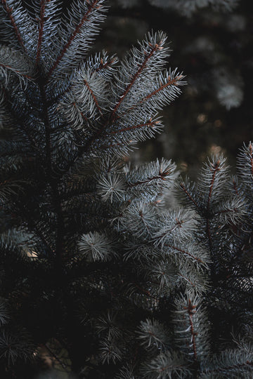 The Green Glow: Discover the Environmental Benefits of Choosing Organic Skin Care